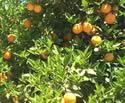 irrigating citrus trees