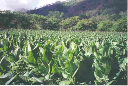 tobacco irrigation