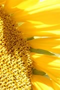 irrigating sunflowers