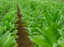 tobacco irrigation