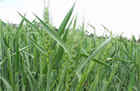 wheat irrigation